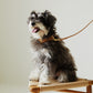 Dog Lead